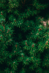 green pine needles