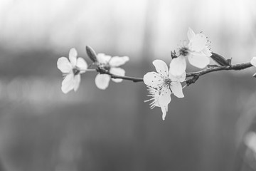 cherry blossoms in close-up in black and white