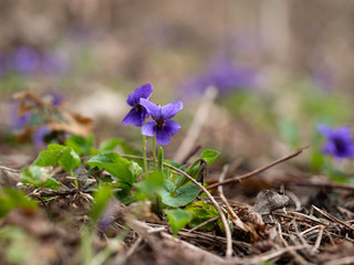 Wood violet (viola odorata) bloomoing in the spring