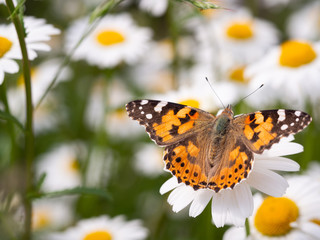 Fototapeta na wymiar Painted lady butterfly (Vanessa cardui) sitting on flower