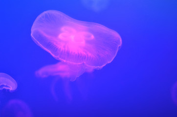 Bright pink jellyfish in blue water
