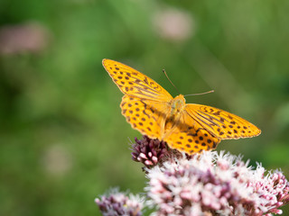 Fototapeta na wymiar Silver-washed fritillary butterfly (Argynnis paphia) sitting on hemp-agrimony plant
