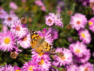 Painted lady butterfly (vanessa cardui) sitting on Chrysanthemums flower