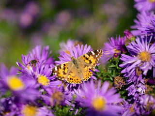 Painted lady butterfly (vanessa cardui) sitting on Chrysanthemums flower