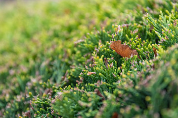 maple nose in nature in selective focus