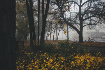 autumn in the park, fog