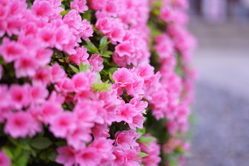 Obraz premium 花