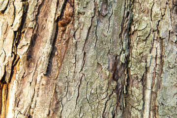 Texture bark