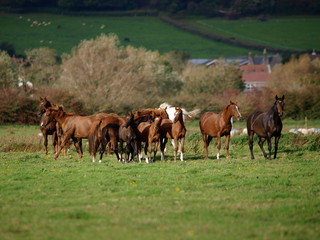 Obraz na płótnie Canvas Herd of Horses
