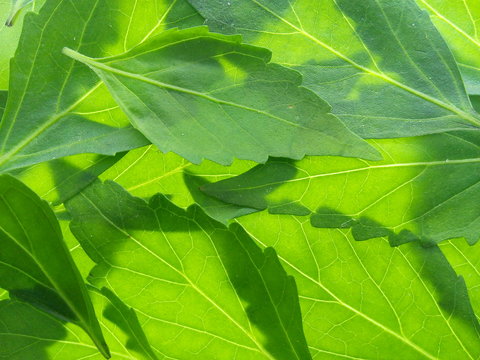 Close up of green java tea or cat's whiskers leaves texture background.