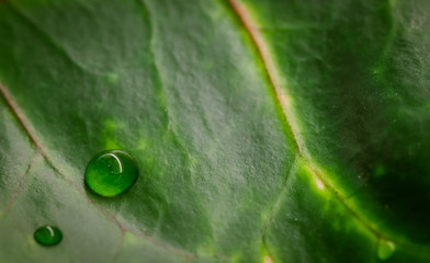 Abstract green background. Macro Croton plant leaf with water drops. Natural backdrop