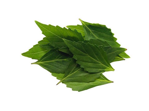 Pile of green java tea or cat's whiskers leaves isolated on white background.