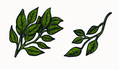 Greenery plants isolated hand drawn vector illustration. colorful bouquet botany graphic design clipart elements for your creative projects. wedding invitations, postcards, posters and tattoos.