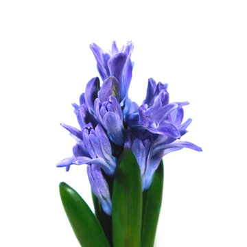 Purple hyacinth flower close-up on a white background. There is a free place for inscription.