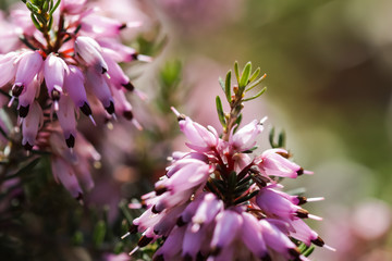 Pink Erica carnea flowers (winter Heath) in the garden in early spring