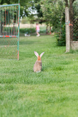 Loose Domestic Bunny Waiting In Front Of The Fence