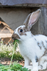 Adult Bunny Eating Carrot Leaves