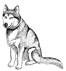 Husky dog isolated on white background. Vector monochrome illustration. Perfect for invitations, greeting cards, postcard, fashion print, banners, poster for textiles. © Lida