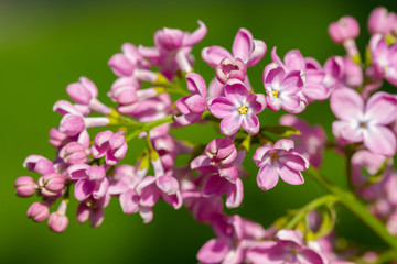 Closeup lilac flowers bloomed