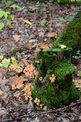 Stockschwämmchen an einem Baumstumpf