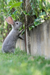 Cute Grey Bunny Stealing Crops