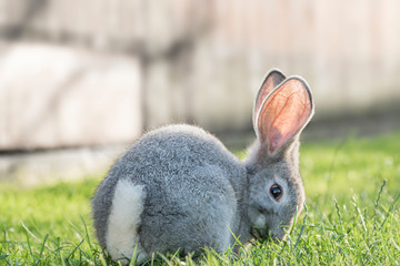Gray Bunny Eating Grass At Sunset