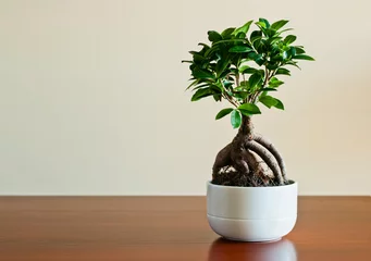 Fotobehang Ficus ginseng bonsai on white plantpot. Ficus Retusa. © Photojope