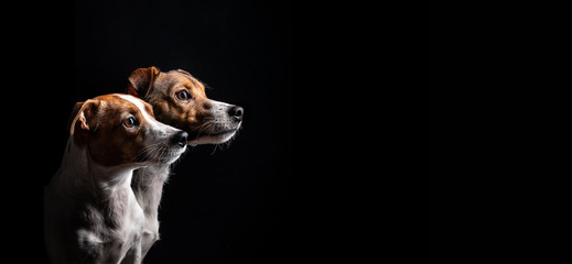 Zwei Jack Russel Terrier mit wunderschönen Augen im Seitenprofil vor schwarzen Hintergrund - 332876192