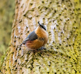 Eurasian nuthatch (Sitta europaea) holding on the tree bark