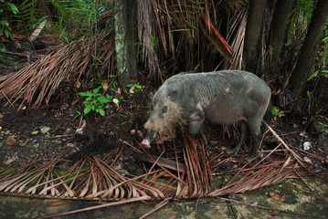 Burnaska bearded pig sus Barbatus in Bako national Park in search of food in the sand, Kuching,...