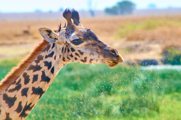 Giraffe spitting water after drinking in Serengeti National Park plains, Tanzania, Africa. 