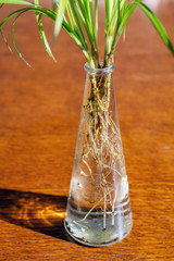 Pandanaceae pandanus screwpine tree home grown flower stem cutting