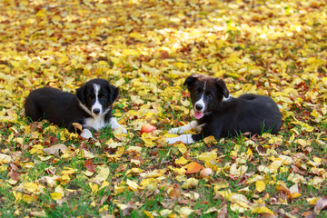 Two puppies Border Collie