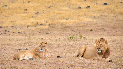 Lion and lioness lying on the dry grass in Ngorongoro crater, Tanzania, Africa.