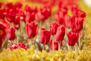 Obraz premium Red tulips blooming in the garden on a sunny day