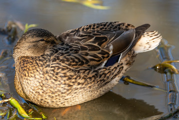 wild duck female standing in shallow water with head hidden in back feathers