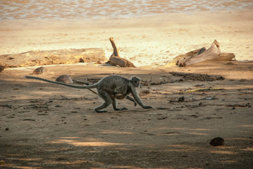 Silvered leaf monkey runs on the beach, Bako national Park, Malaysia, Borneo