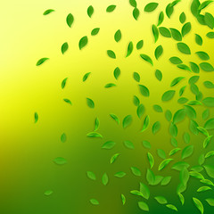 Falling green leaves. Fresh tea chaotic leaves fly