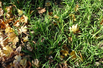 Tall green grass with fallen leaves of maple in autumn