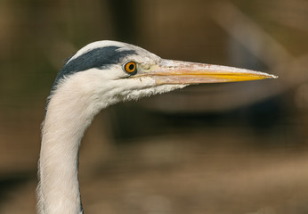 portrait of great blue heron