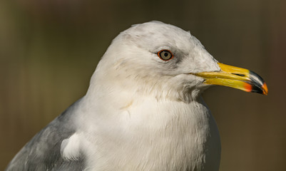 portrait of seagull standing in the sun