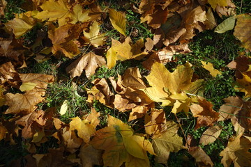 Yellow and brown fallen leaves on green grass in October