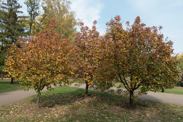 Fototapeta na wymiar Triplet of Sorbus aria trees with autumnal foliage in October