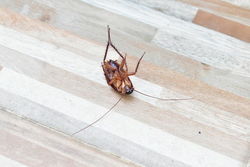 one creepy cockroach dead on floor with insecticide killing