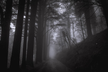 road through the trees through the dark wood fog, mysterious atmosphere