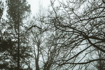 a crow flies in the fog among the branches of the forest