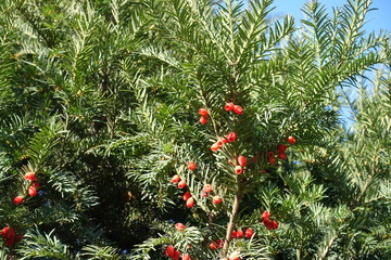Small red berries in the leafage of yew in November