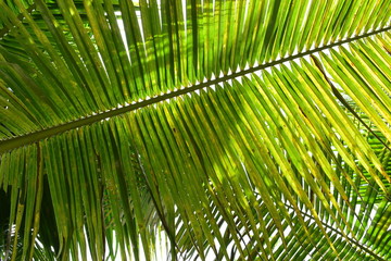 green coconut leaf branch in nature