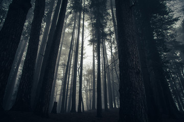 Naklejka premium atmosphere of mystery among tall trees in the woods with fog