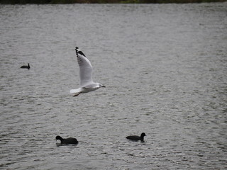 Seagull in full flight over a park lake in Melbourne Australia surrounded by lush green trees with nice blue skies